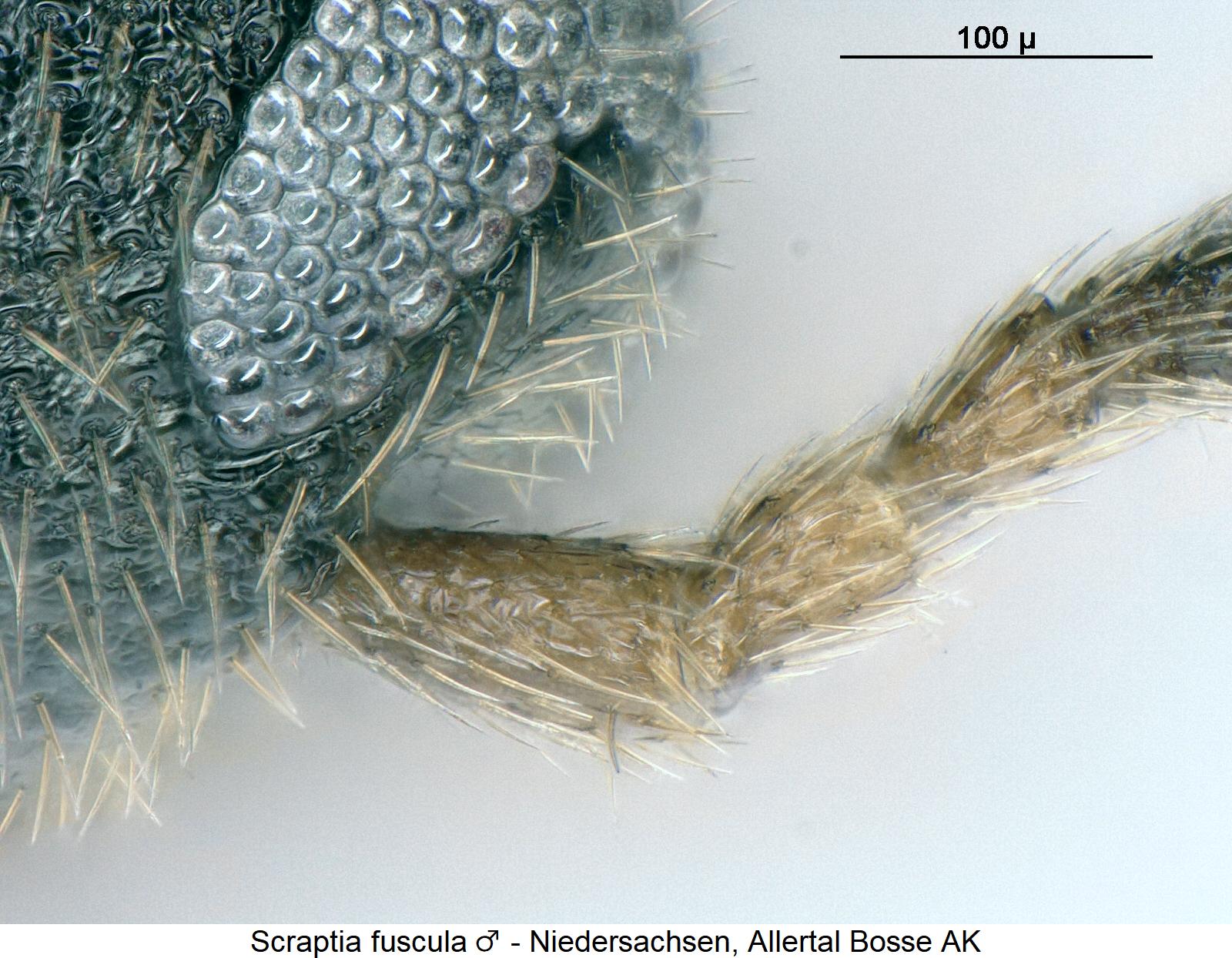 scraptia_fuscula_m_f.jpg