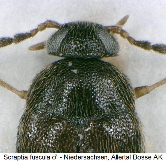 scraptia_fuscula_m_vk.jpg