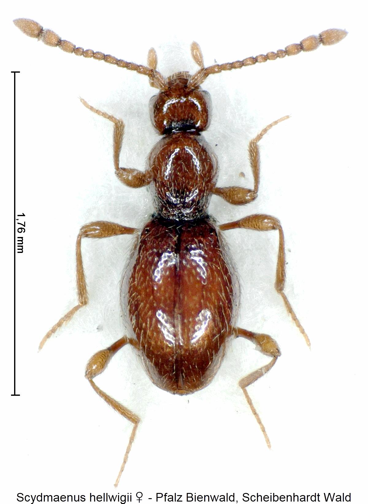 scydmaenus_hellwigii_w_hab.jpg