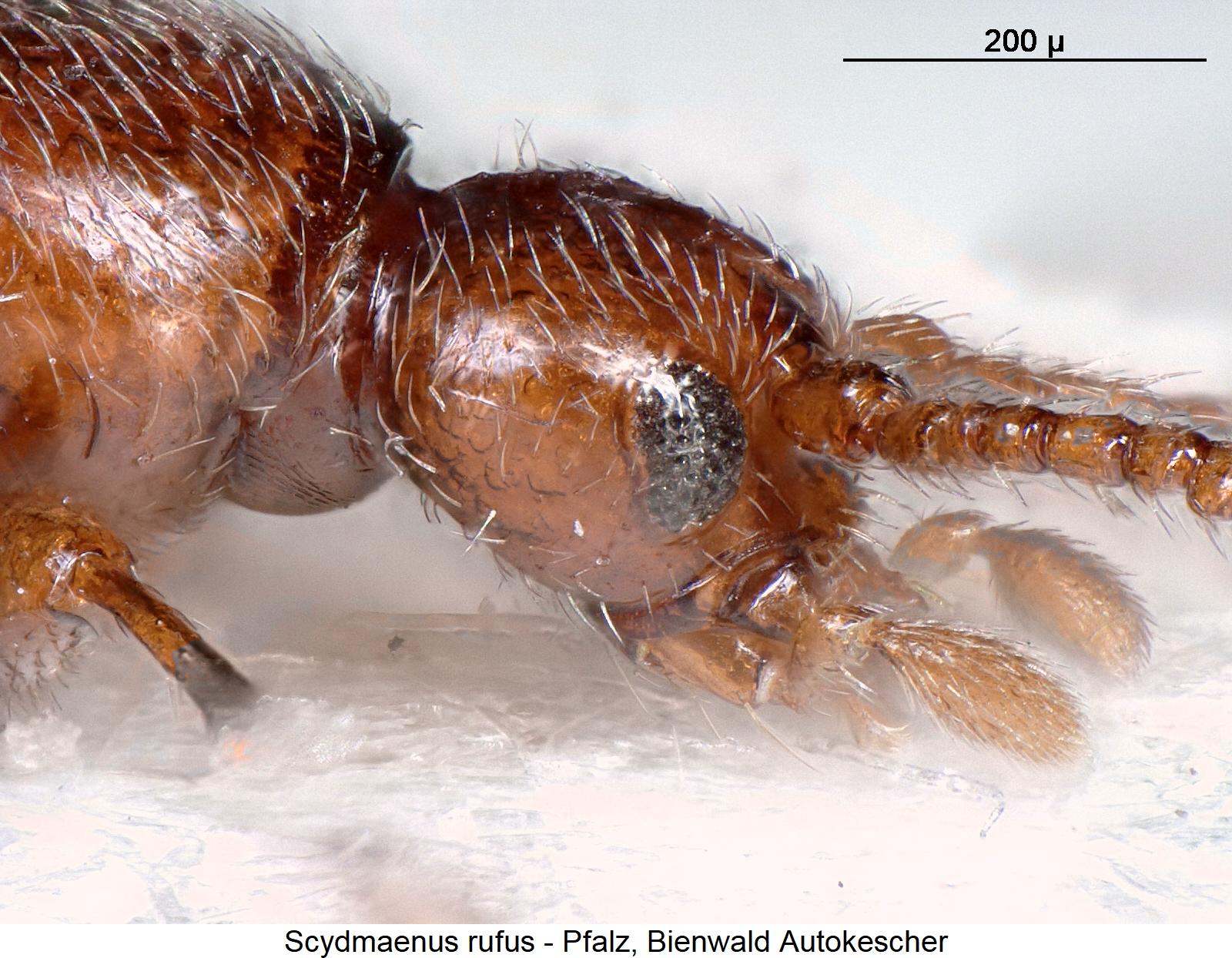 scydmaenus_rufus_k1.jpg