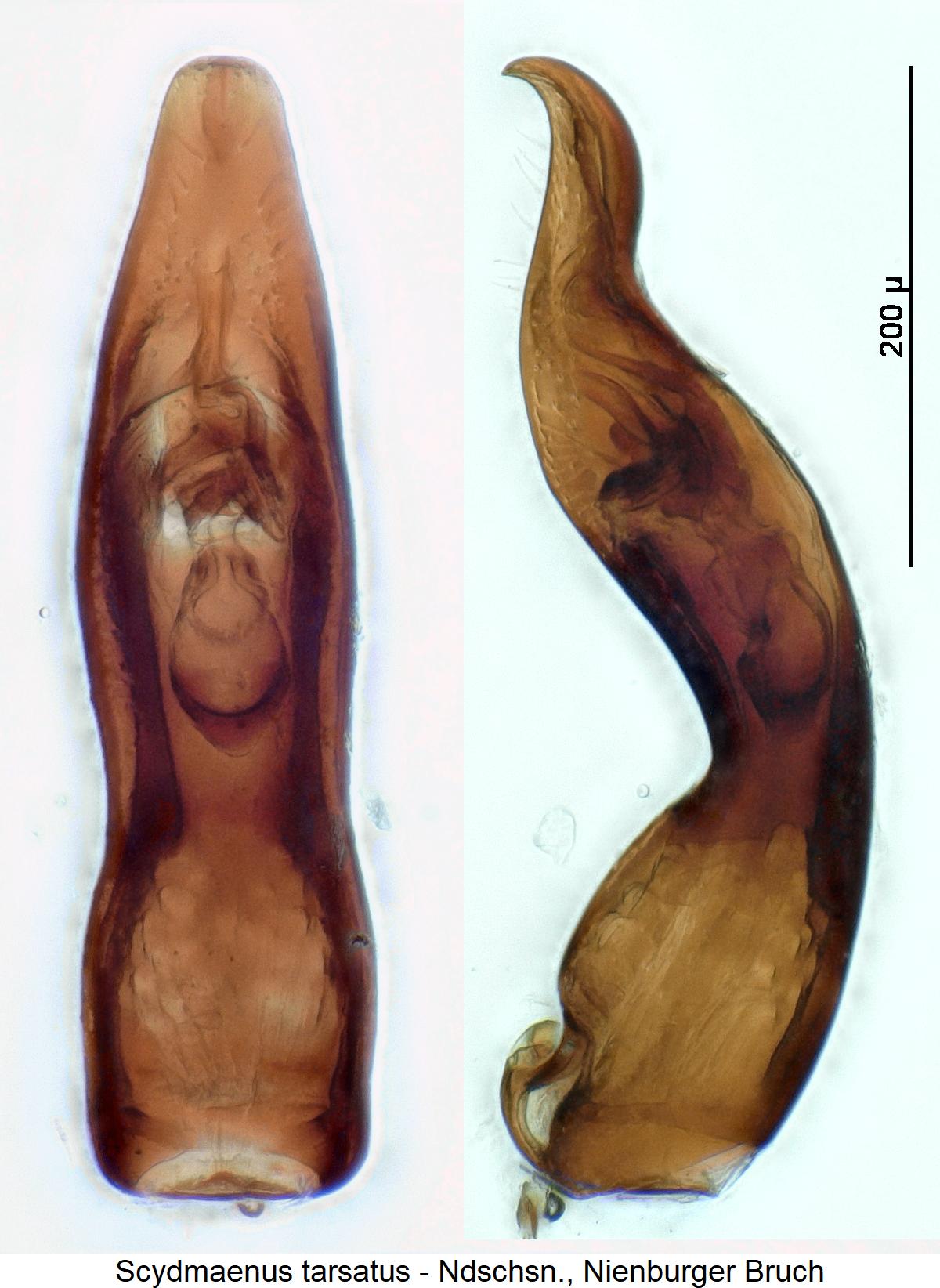 scydmaenus_tarsatus2.jpg