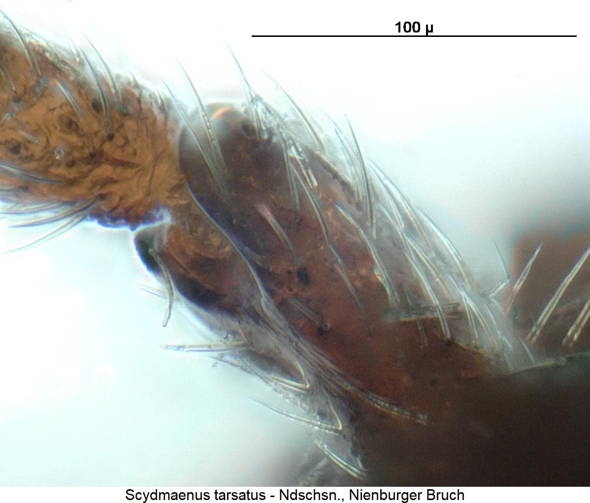scydmaenus_tarsatus_f.jpg