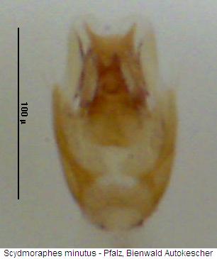 scydmoraphes_minutus.jpg