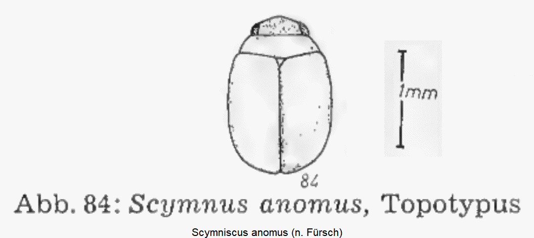 scymniscus_anomus_hab.gif