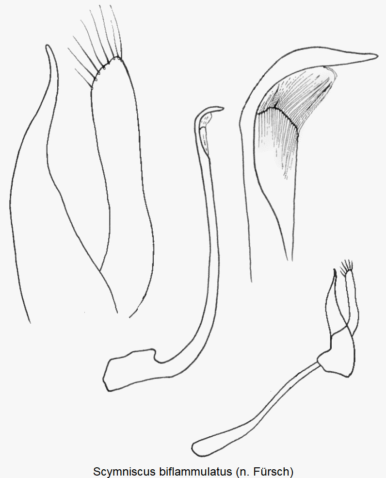 scymniscus_biflammulatus.gif