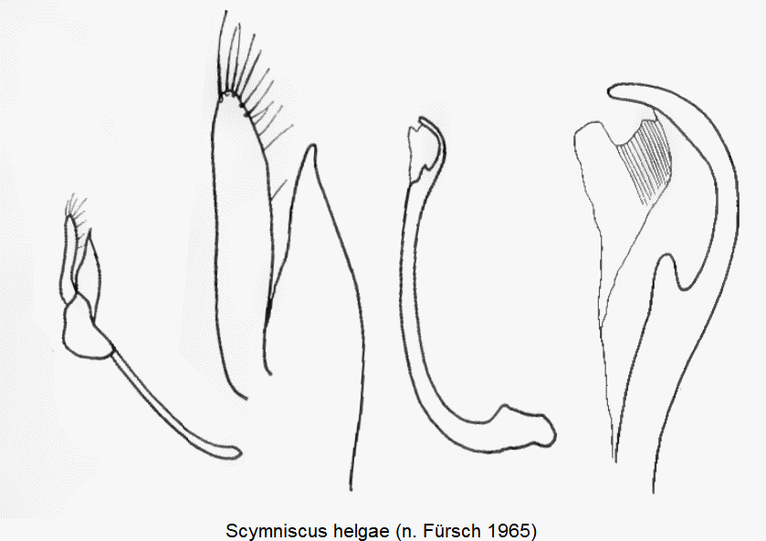 scymniscus_helgae.gif