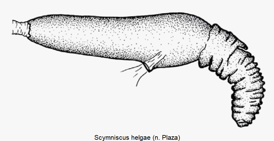 scymniscus_helgae_sperm-1.gif