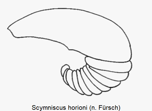 scymniscus_horioni_sperm.gif