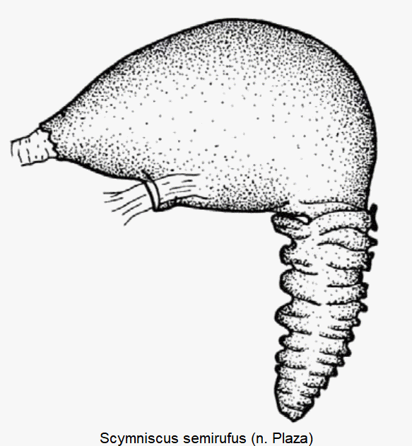 scymniscus_semirufus_sperm.gif