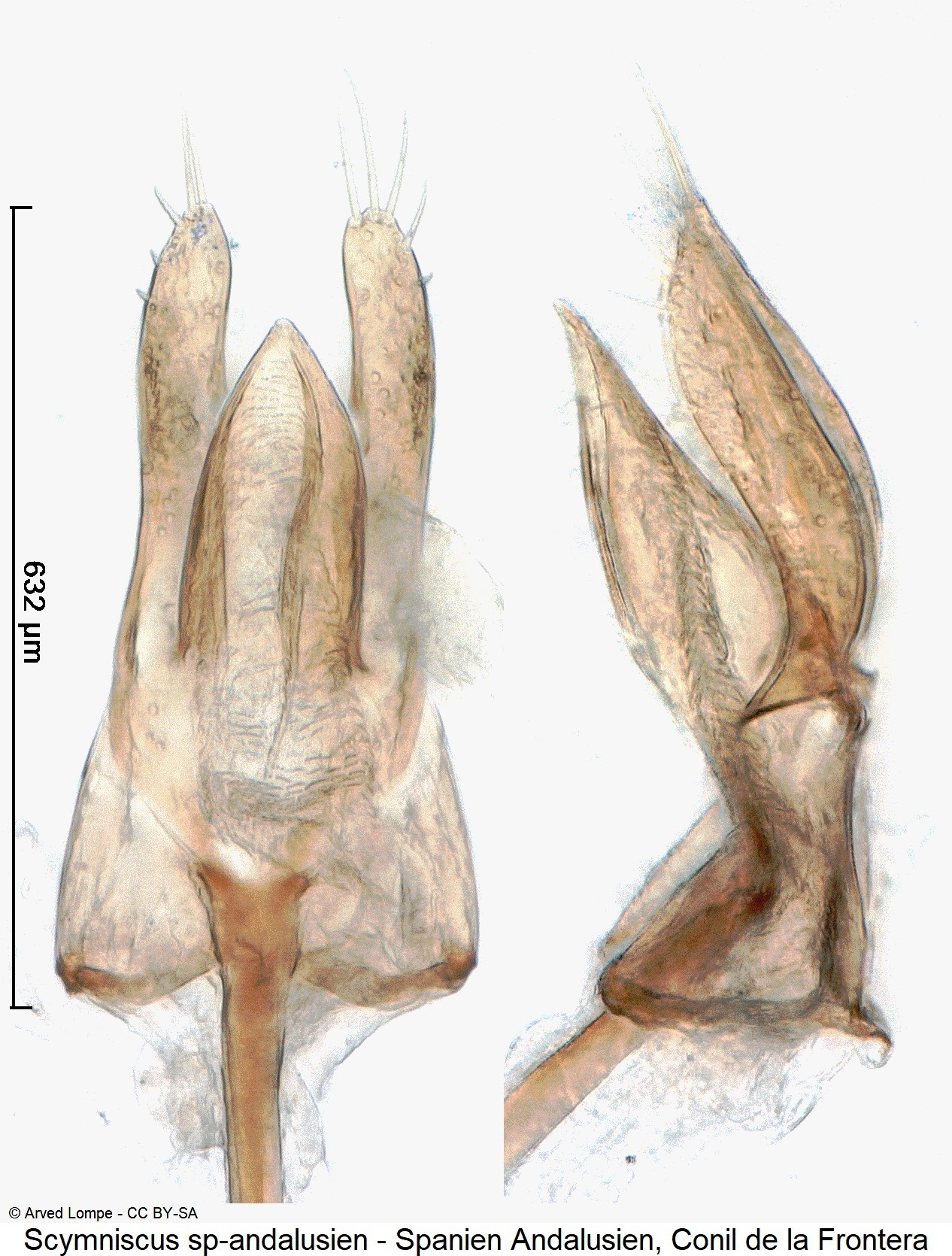 scymniscus_sp-andalusien.jpg