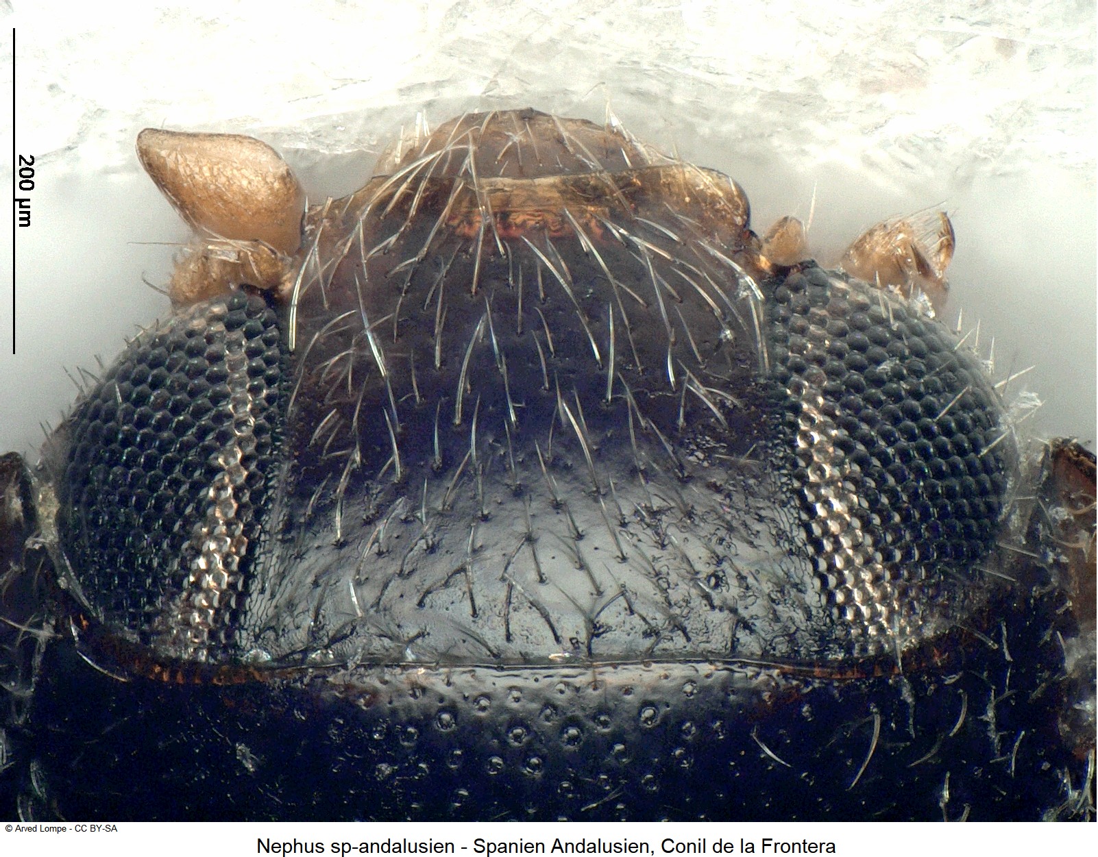 scymniscus_sp-andalusien_k.jpg