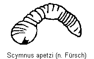 scymnus_apetzi_sperm.gif