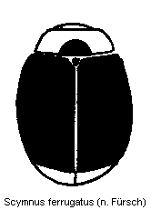 scymnus_ferrugatus_hab.gif