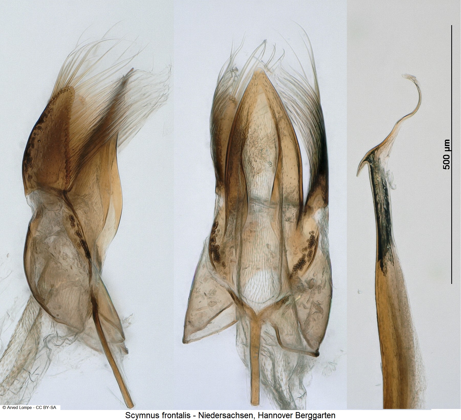 scymnus_frontalis-1.jpg