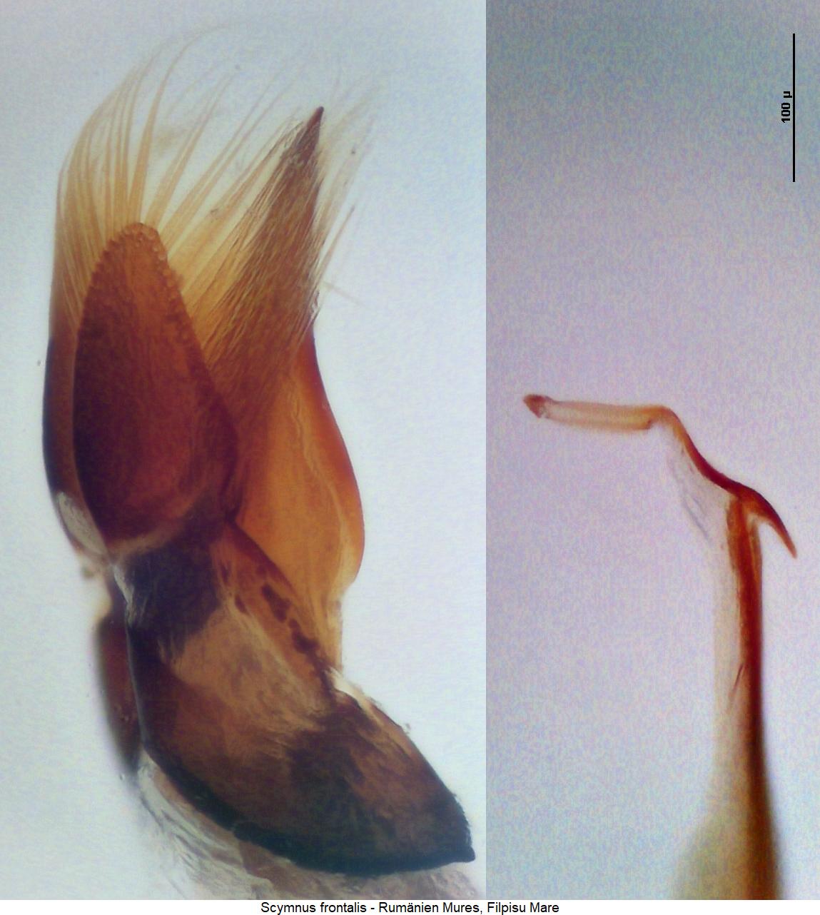 scymnus_frontalis.jpg