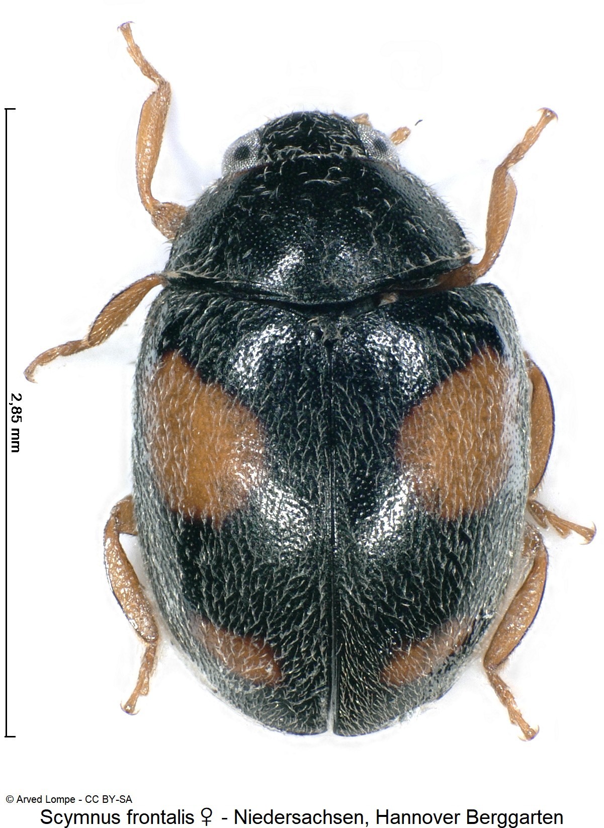 scymnus_frontalis_ck29656885_w_hab.jpg
