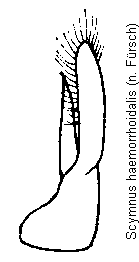 scymnus_haemorrhoidalis.gif