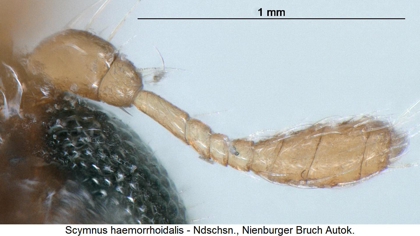 scymnus_haemorrhoidalis_f.jpg