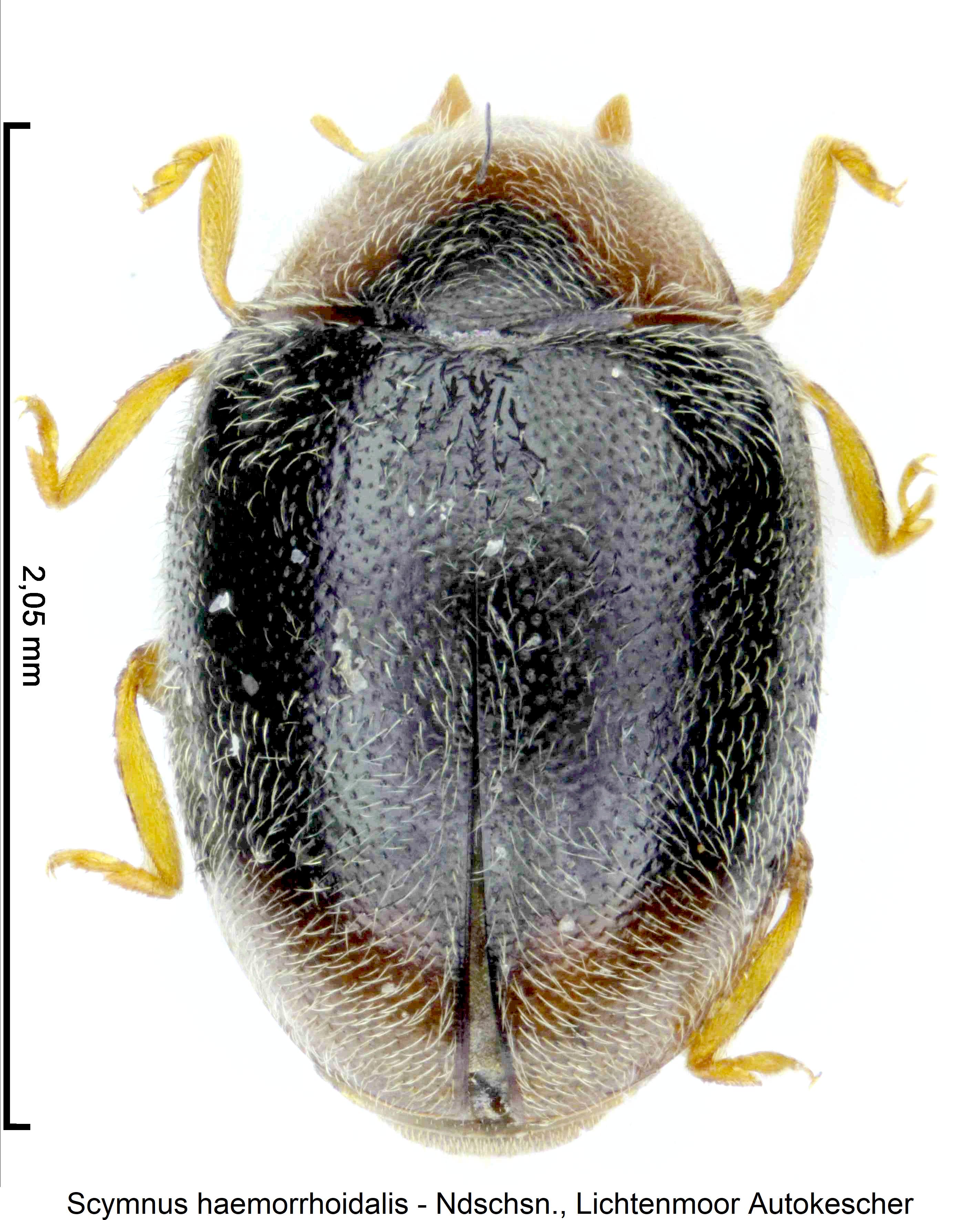 scymnus_haemorrhoidalis_hab.jpg
