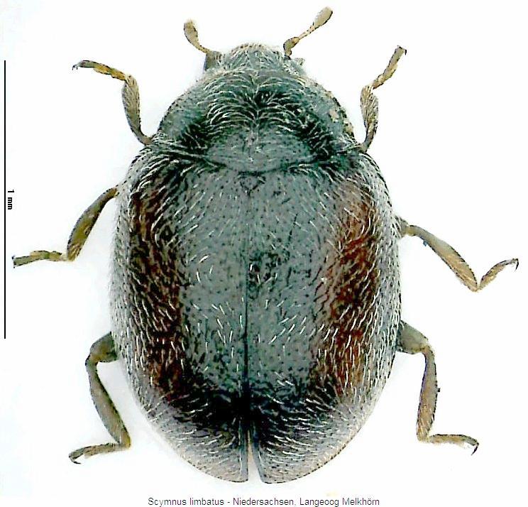 scymnus_limbatus_hab.jpg