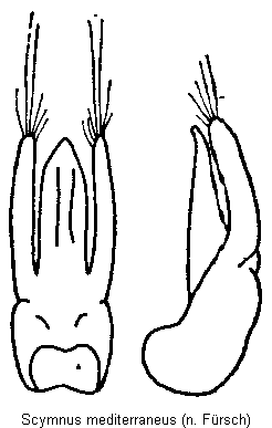 scymnus_mediterraneus.gif