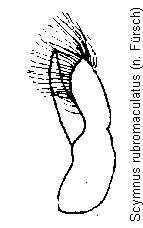 scymnus_rubromaculatus.gif