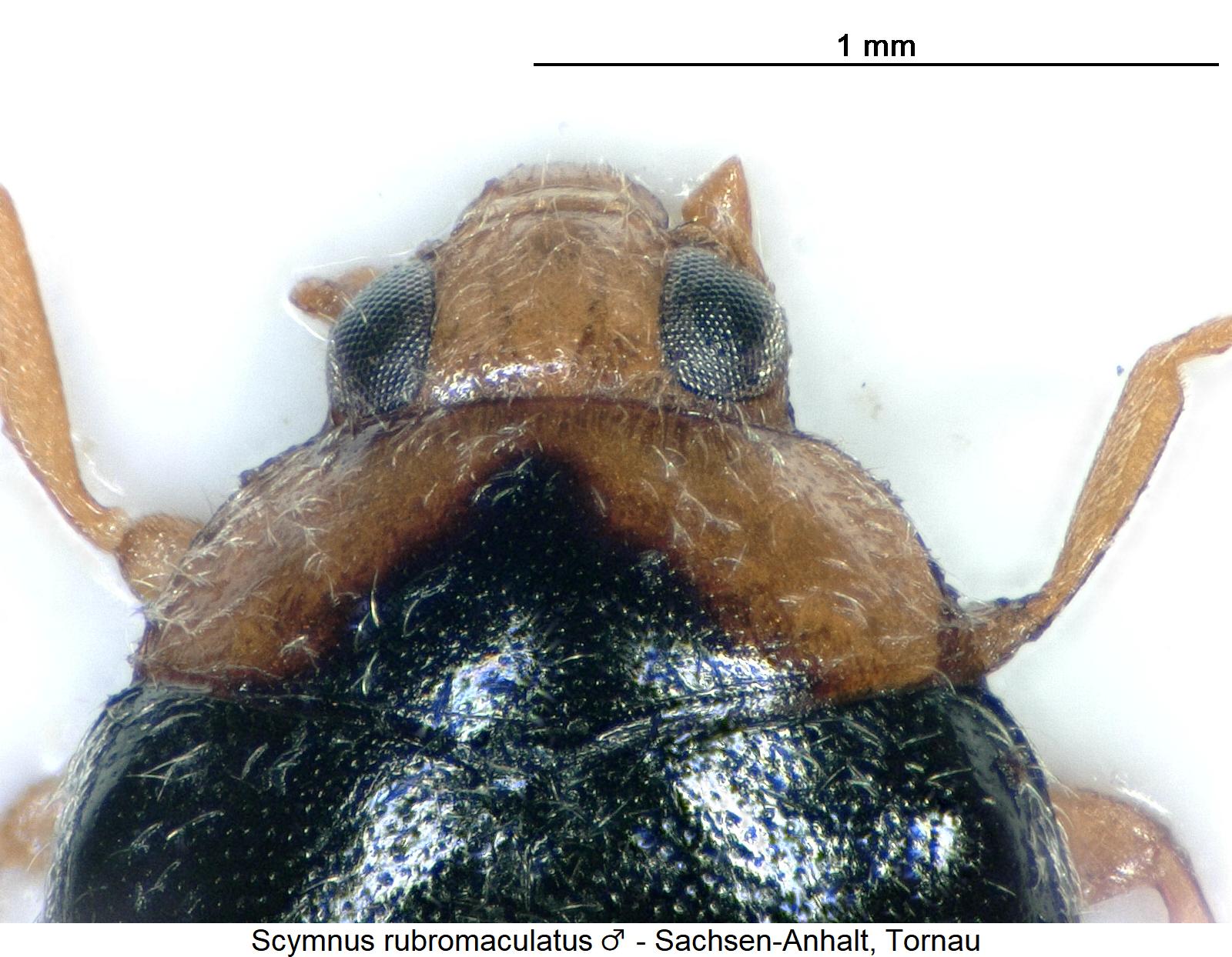scymnus_rubromaculatus_m_vk.jpg