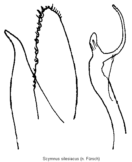 scymnus_silesiacus2.gif