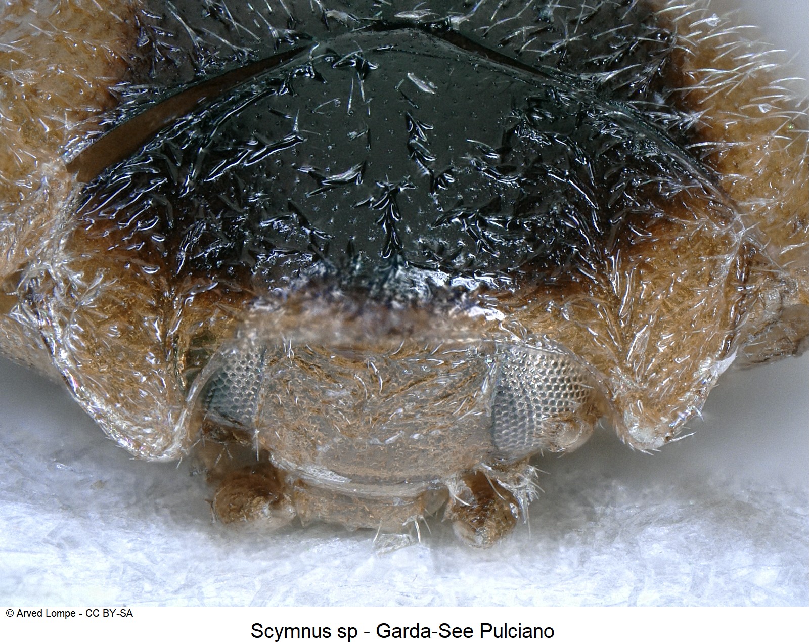 scymnus_sp_frons.jpg