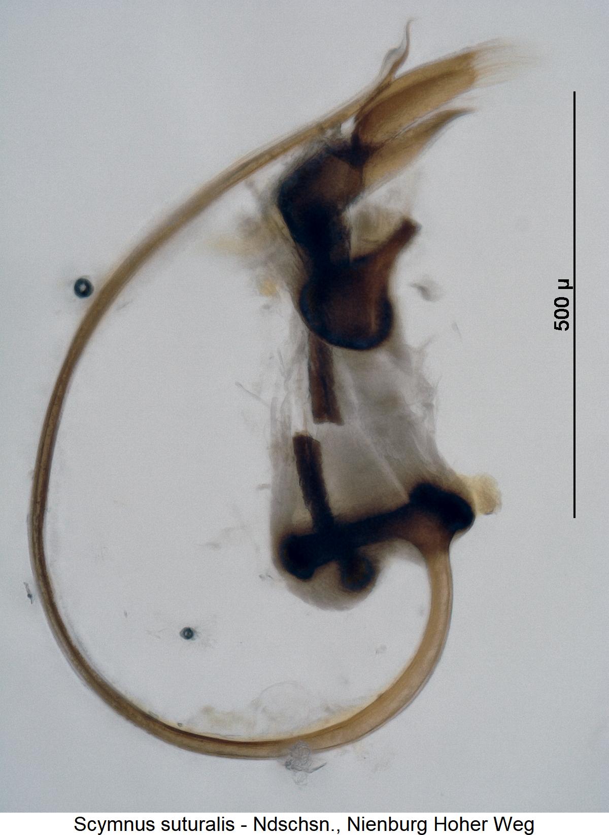 scymnus_suturalis.jpg