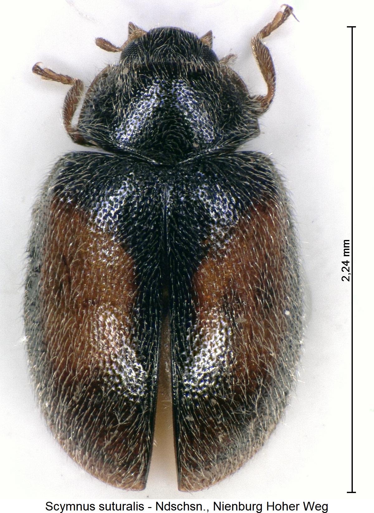 scymnus_suturalis_hab.jpg