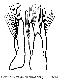 scymnus_wichmanni.gif