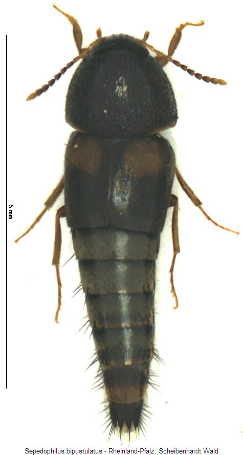 sepedophilus_bipustulatus_hab.jpg