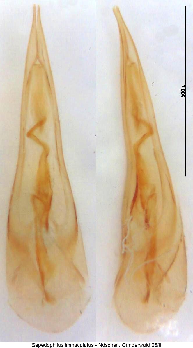 sepedophilus_immaculatus.jpg