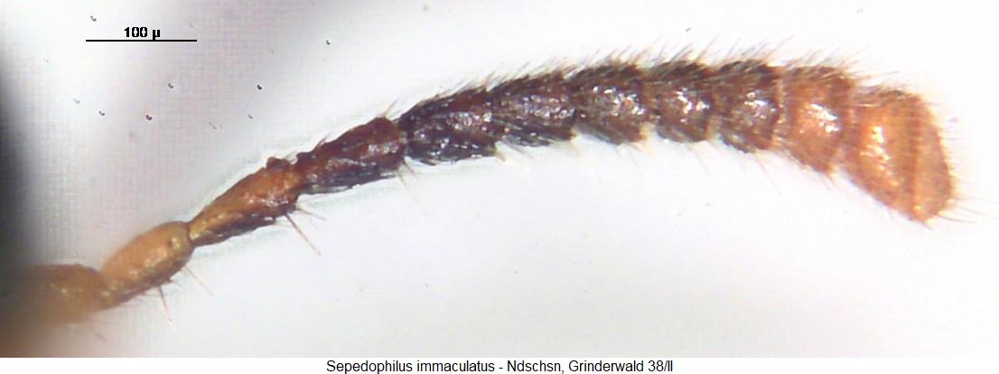 sepedophilus_immaculatus_f.jpg