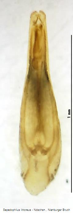 sepedophilus_littoreus.jpg