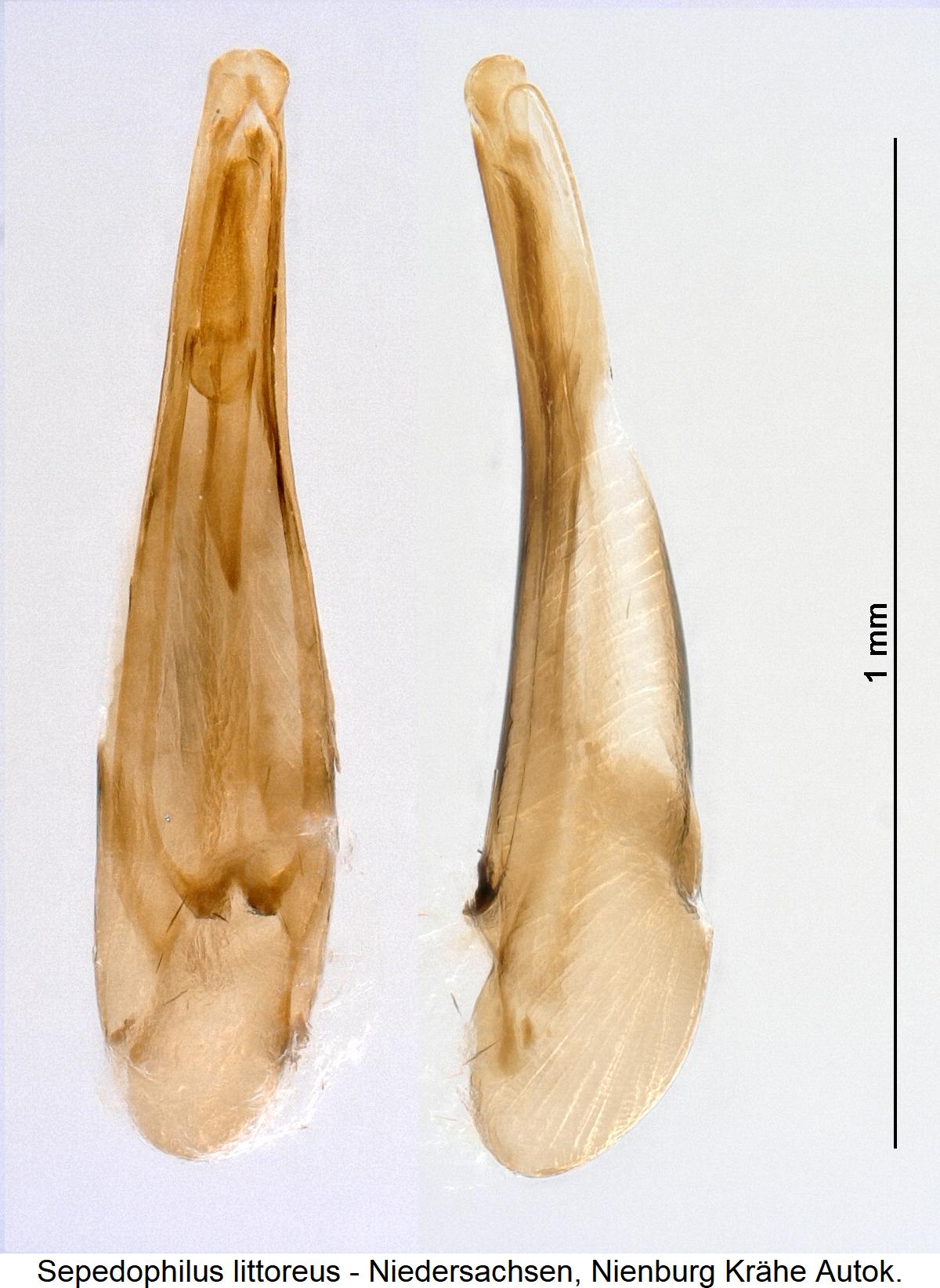 sepedophilus_littoreus1.jpg
