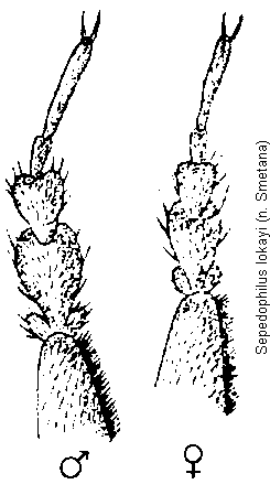 sepedophilus_lokayi_tr.gif