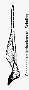 sepedophilus_lusitanicus_bk.gif