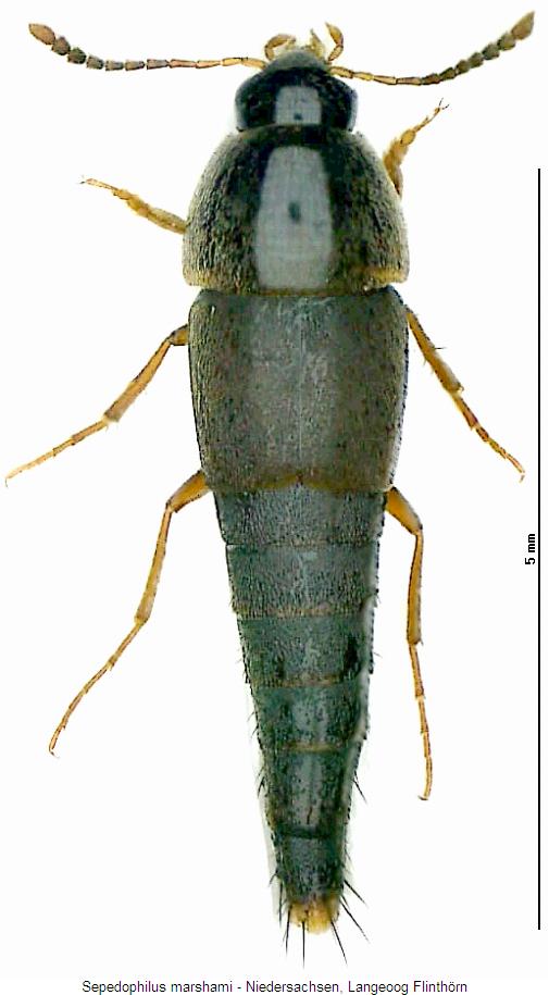 sepedophilus_marshami_hab.jpg