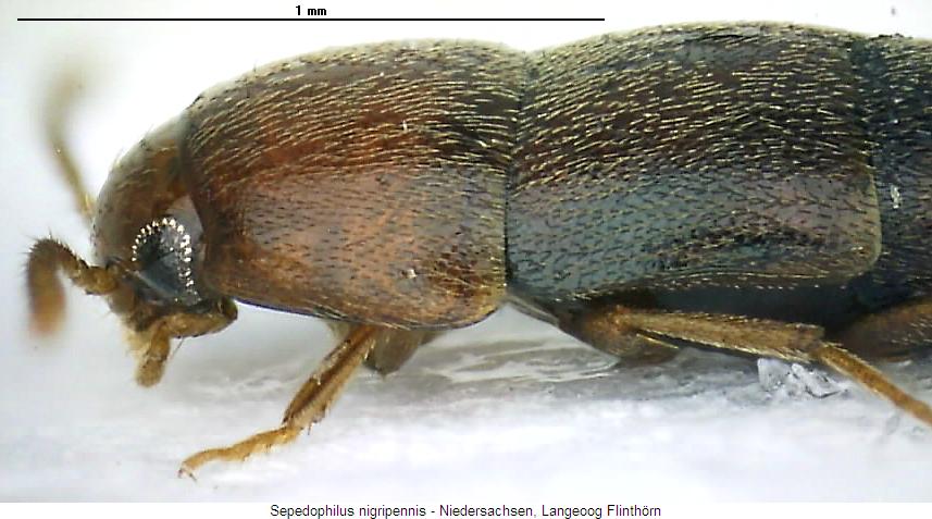 sepedophilus_nigripennis_sa.jpg