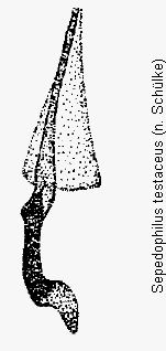 sepedophilus_testaceus_bk.gif
