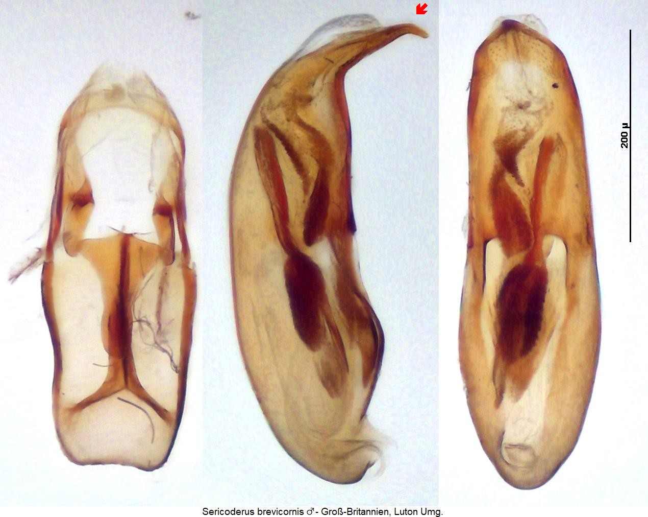 sericoderus_brevicornis1.jpg