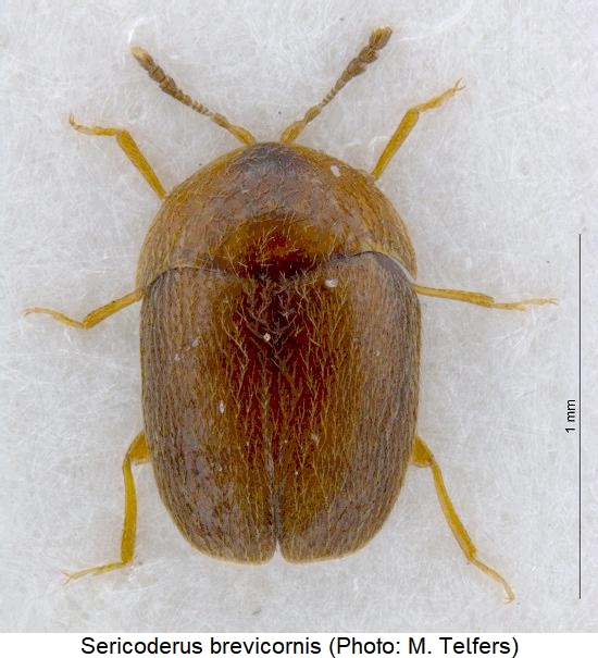 sericoderus_brevicornis_hab.jpg
