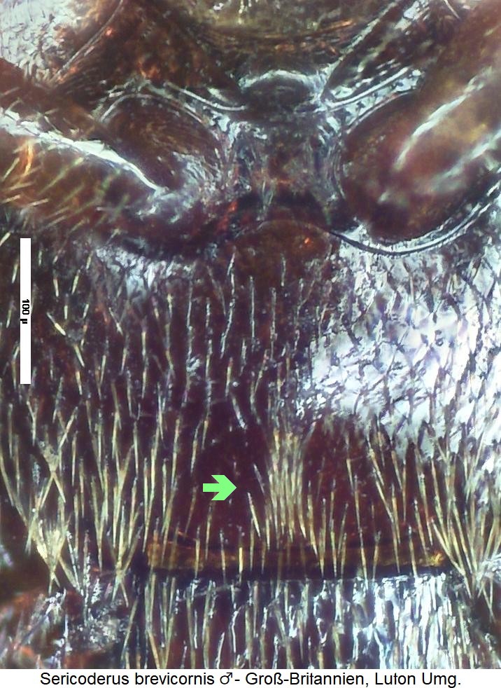 sericoderus_brevicornis_hbr.jpg
