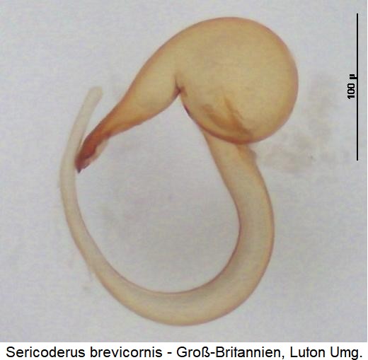 sericoderus_brevicornis_sperm1.jpg