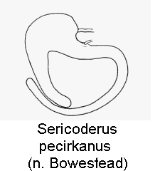 sericoderus_pecirkanus_sperm.gif