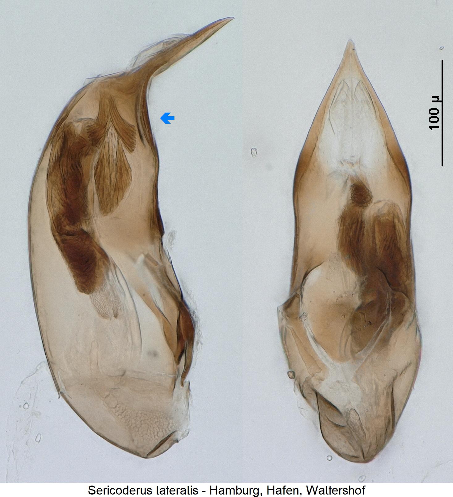 sericoderus_sp_hh.jpg