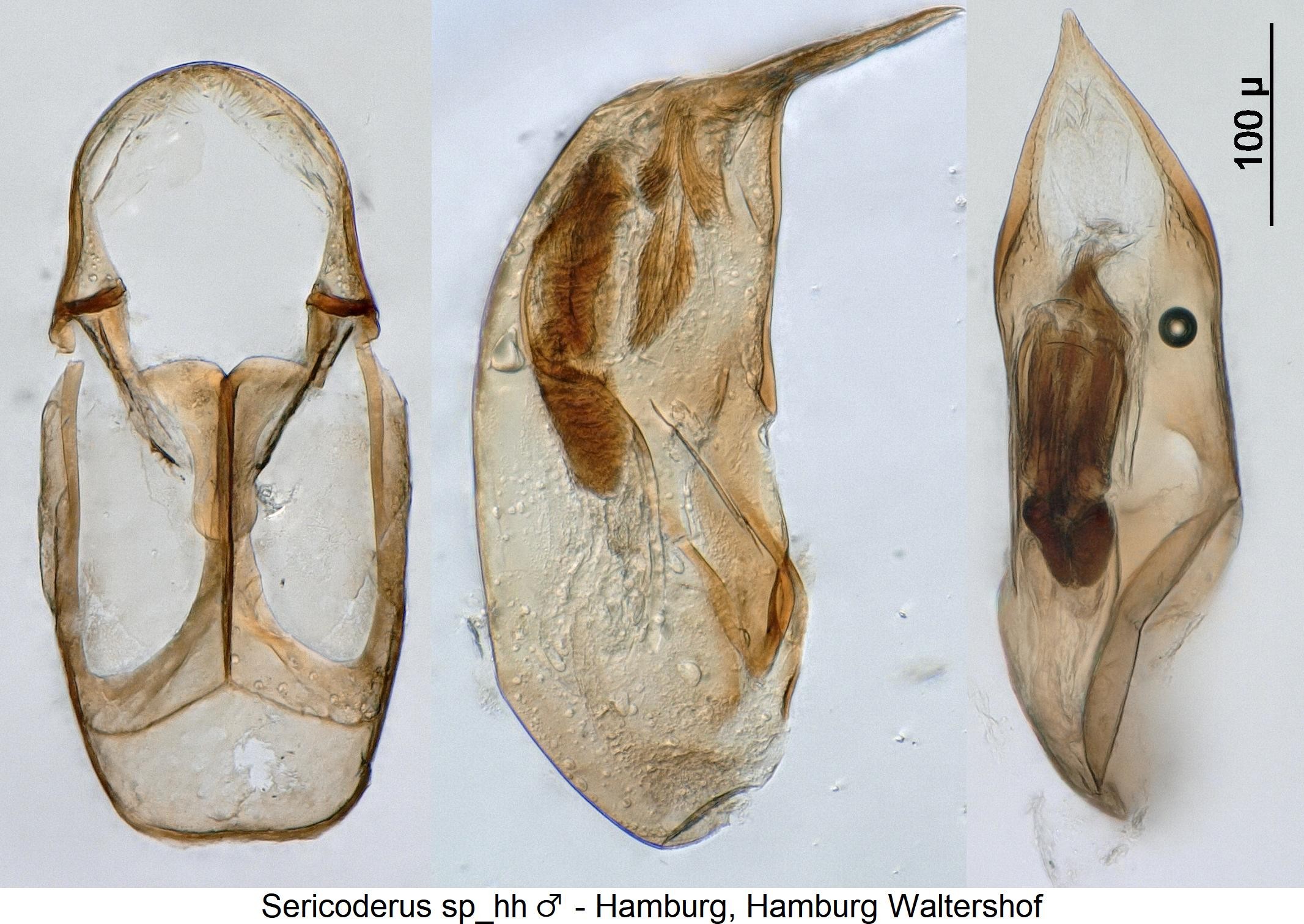 sericoderus_sp_hh1.jpg