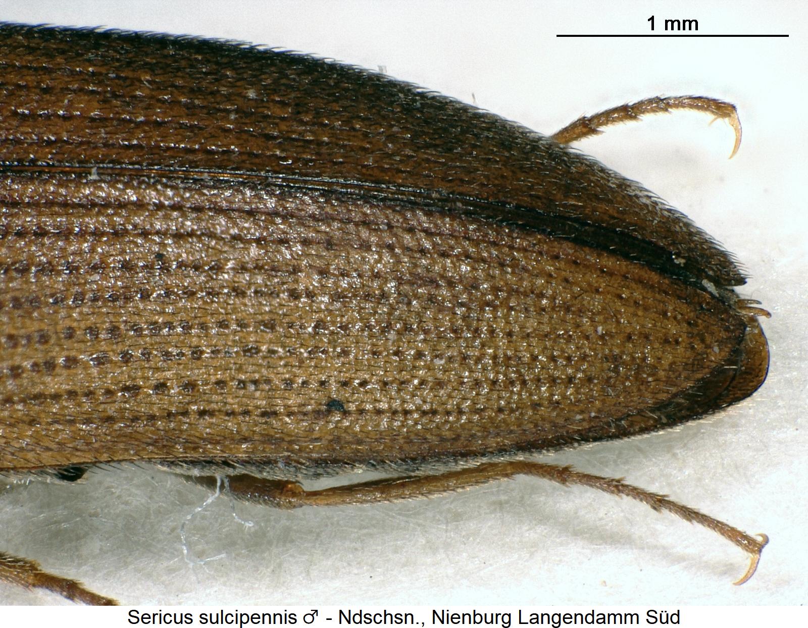 sericus_sulcipennis_fld.jpg
